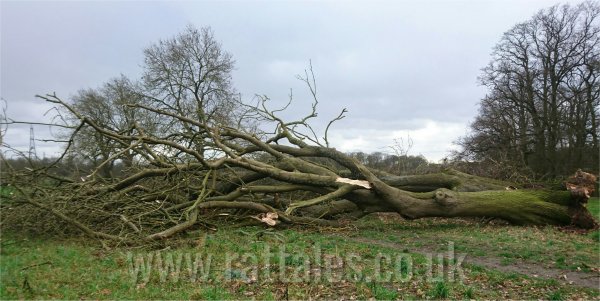 Another victim of Storm Doris